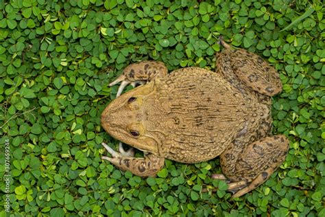 palakang dikit|Chinese edible frog .